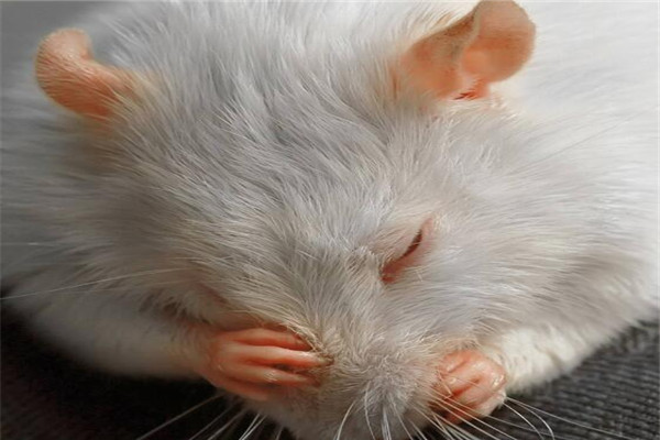 老鼠藥廠(chǎng)家批發(fā)