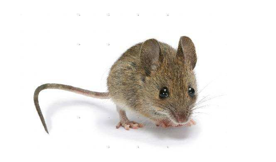 滅老鼠藥 滅老鼠藥