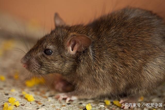 老鼠藥廠(chǎng)家 老鼠藥廠(chǎng)家