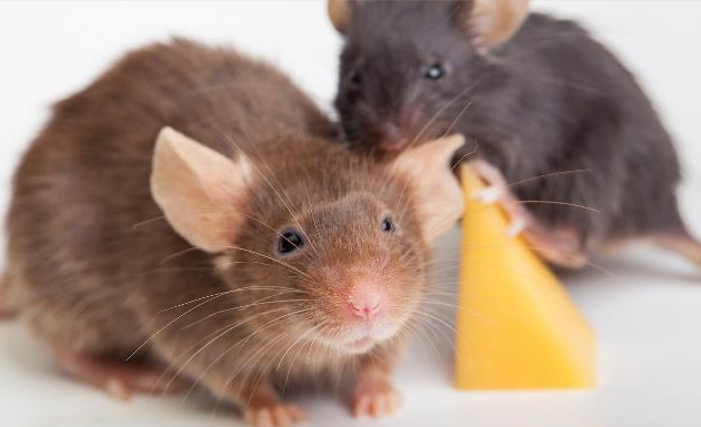 滅老鼠藥 滅老鼠藥