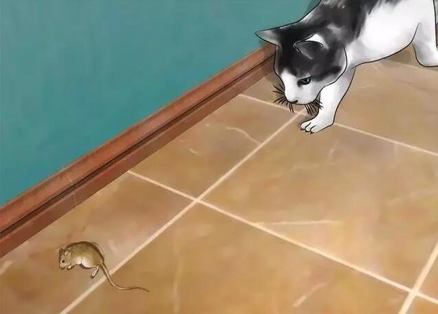 老鼠藥哪里有賣(mài) 老鼠藥哪里有賣(mài)