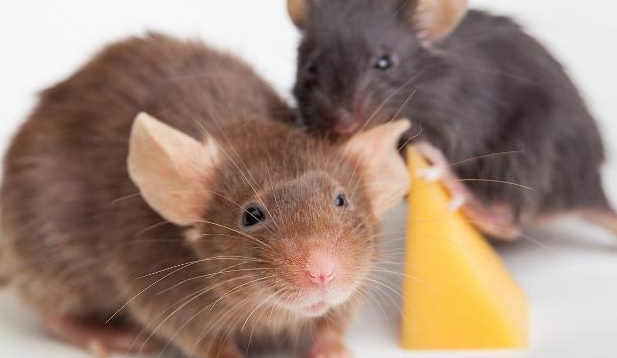 滅老鼠藥 滅老鼠藥