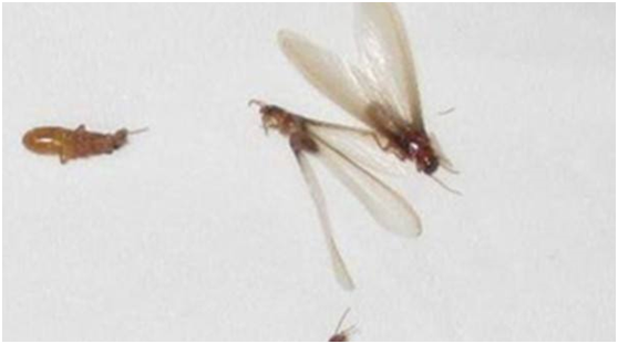 鄭州滅白蟻 鄭州滅白蟻