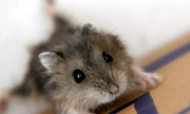 老鼠藥廠(chǎng)家 老鼠藥廠(chǎng)家