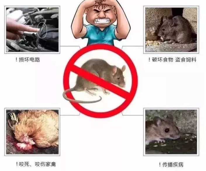 老鼠藥廠(chǎng)家 老鼠藥廠(chǎng)家