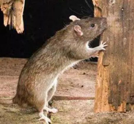 老鼠藥廠(chǎng)家 老鼠藥廠(chǎng)家