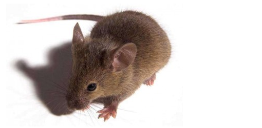 老鼠藥廠(chǎng)家 老鼠藥廠(chǎng)家