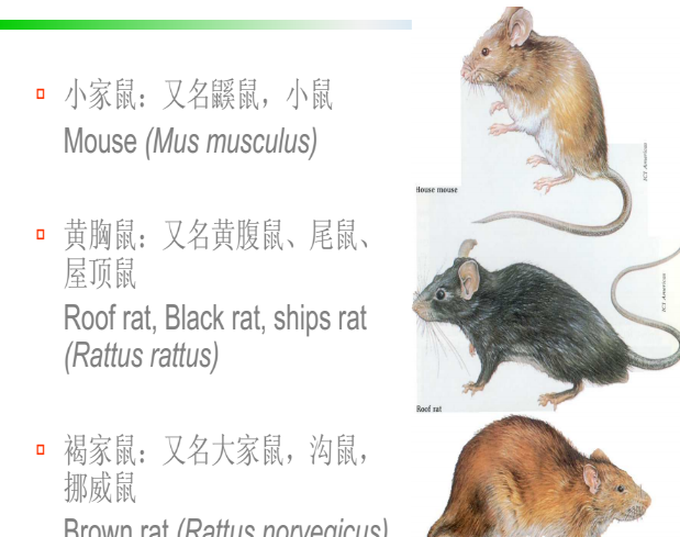 老鼠藥廠(chǎng)家 老鼠藥廠(chǎng)家