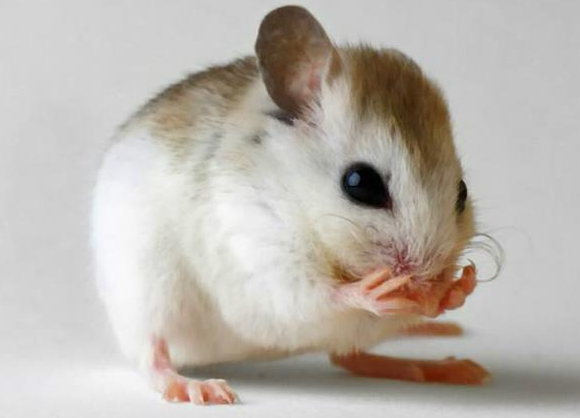 老鼠藥廠(chǎng)家 老鼠藥廠(chǎng)家