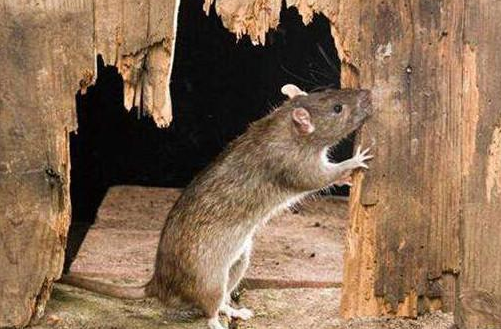 老鼠藥廠(chǎng)家 老鼠藥廠(chǎng)家