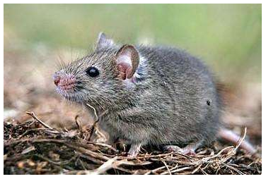 老鼠藥廠(chǎng)家 老鼠藥廠(chǎng)家