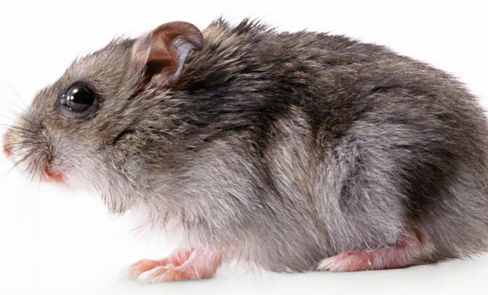 老鼠藥廠(chǎng)家 老鼠藥廠(chǎng)家