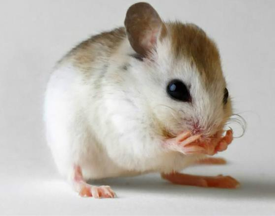 滅老鼠藥 滅老鼠藥