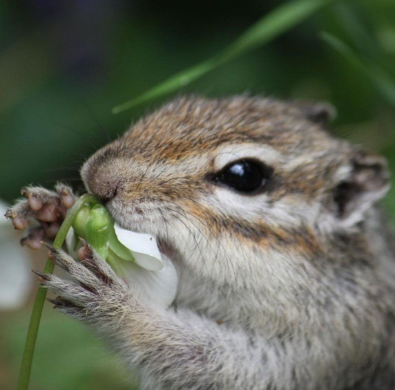 老鼠藥廠(chǎng)家 老鼠藥廠(chǎng)家