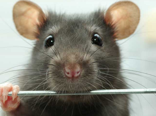 老鼠藥廠(chǎng)家 老鼠藥廠(chǎng)家