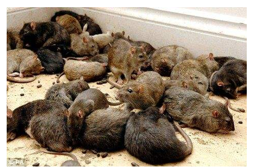 老鼠藥廠(chǎng)家 老鼠藥廠(chǎng)家