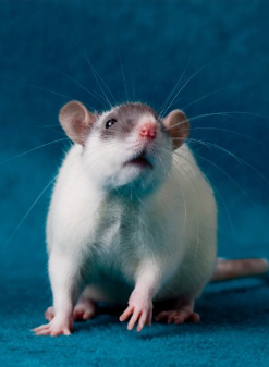 1626659263563915.png image.png