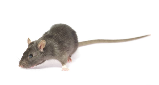 老鼠藥廠(chǎng)家 老鼠藥廠(chǎng)家